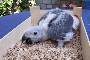 Graupapagei Jungvogel ein Jahr alt