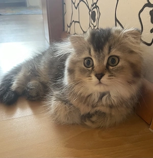 Zuckersüße langhaarige Katze bereit zum Auszug