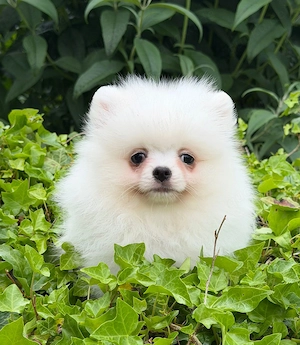 Pomchi Pomeranian Chihuahua