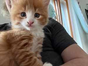Maine Coon Mix Bärli Nr.2