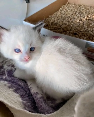    Süßes und anhängliches Ragdoll-Kätzchen sucht ein liebevolles Zuhause