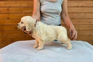 Wunderschöner Golden Retriever-Welpe zum Verschenken