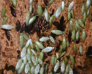 [Kostenlos] Bananenschaben (Panchlora nivea)