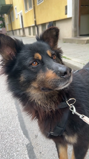 Hund Mix zu verkaufen