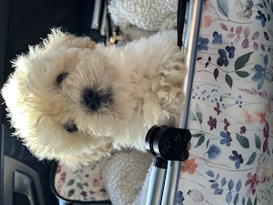 Welpe Bichon Frise 10 Wochen 