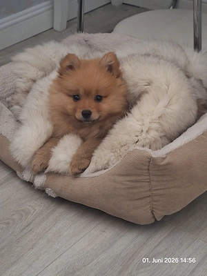 Welpe Rüde Spitz