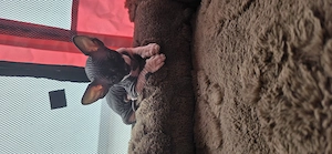 Sphynx Babys 