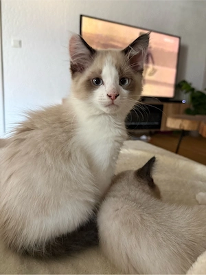 Ragdoll Kater 