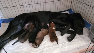 Labrador Boxermischlingsjungs suchen ihr passendes zuhause.