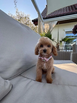 Liebe Maltipoo Hündin abzugeben