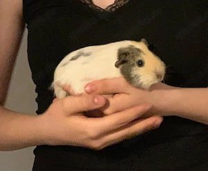 Meerschweinchen weiblich zwischen 2 und 4 Jahre