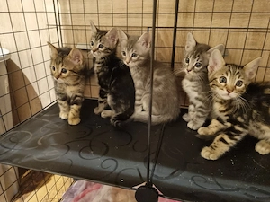 Bengal mit Heilige birma mix Kitten 