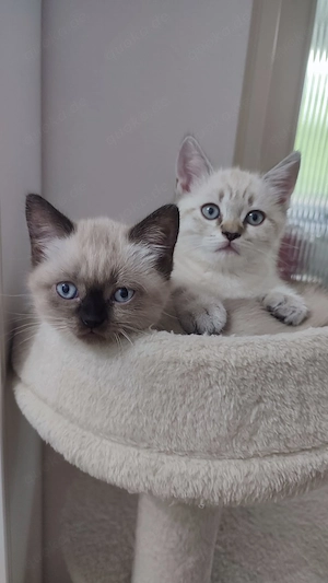 BKH MIX Kätzchen - Junge & Mädchen - geboren am 15.04.2026