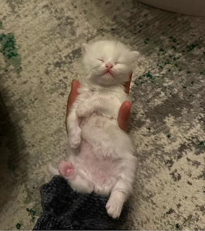 Reinrassige Perser-Kitten abzugeben   