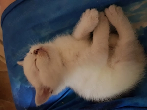 BKh Seal silver Shadet Point Babys mi blauen Augen + Stammbaum