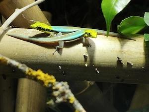 Phelsuma Klemmeri Zuchtpaar