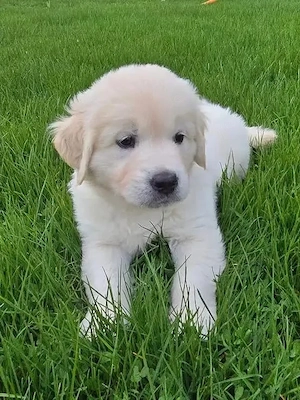 Golden-Retriever-Welpen