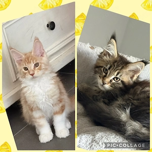 XXL Maine Coon Kitten