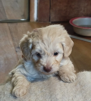 Maltipoo Welpen (2 Rüden ) suchen ein liebevolles Zuhause 