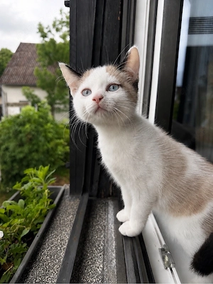Ragdoll Weibchen 