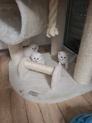 Reinrassige BKH kitten 