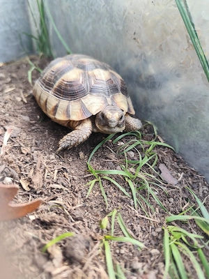  Zwei Breitrandschildkröten