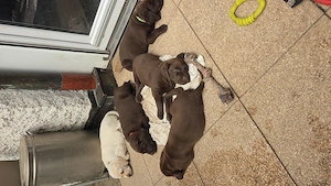 Labrador welpen 