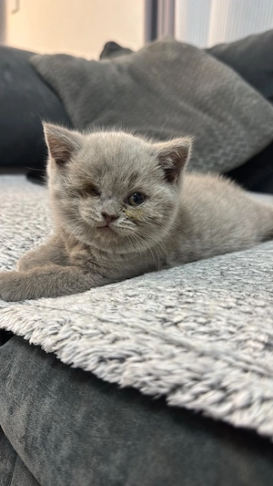 Süßes Britisch Kurzhaar Kitten (Weibchen) in Lilac sucht liebevolles Zuhause