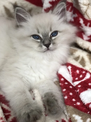 Neva Masquarade Kitten