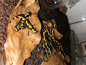 Nz 26 Feuersalamander (Salamandra salamandra terrestris)
