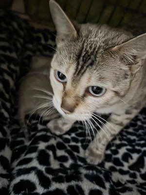 Bengal katze abgegeben wegen allergie 