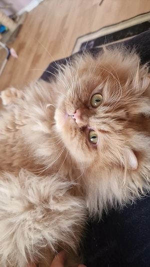 Perser Deckkater Bild 5