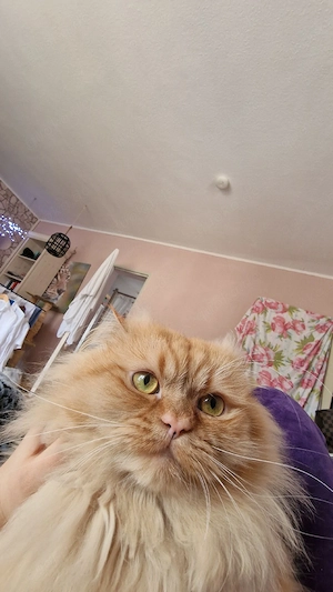Perser Deckkater Bild 4