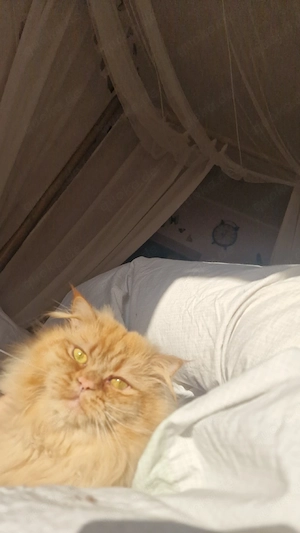 Perser Deckkater Bild 2