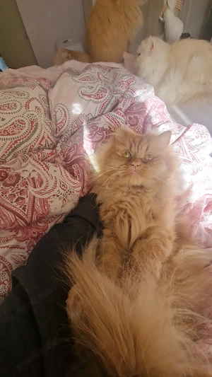 Perser Deckkater Bild 3