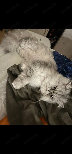 Liebevolle Perser Katze suchen ein schönes Zuhause
