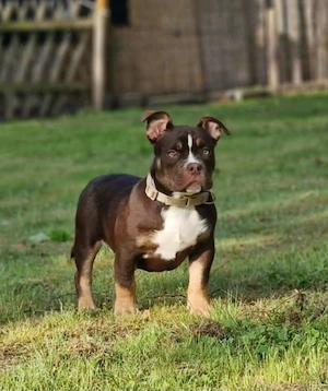 American Bully Hündin Bonnie sucht ihr Für-Immer-Zuhause   