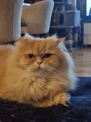 Liebevolle Perser Katze suchen ein neues Zuhause