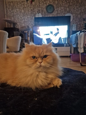 Liebevolle Perser Katze suchen ein neues Zuhause