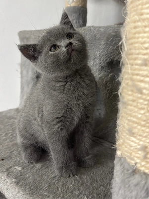 Reinrassige BKH kitten ( 3 bereits vergeben ) 