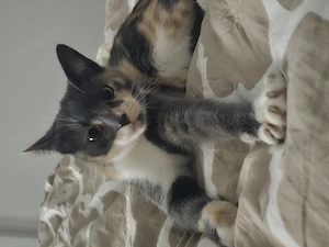 SUCHE Deckkater - der zu uns kommt