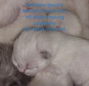 Suche Deckkater: Cream oder Red Point (White) Herbst Winter 26