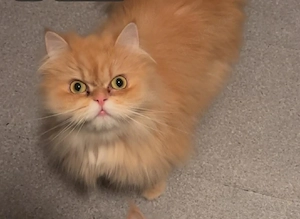 Liebevolle Perser Katze suchen ein schönes Zuhause