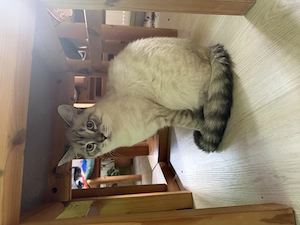 Zwei junge, verschmuste Kater suchen gemeinsam ein liebevolles Zuhause