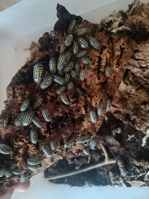 Armadillidum Gestroi Kolonie Asseln Wirbellose 