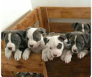 Wunderschöne American Pitbull Terrier Welpen