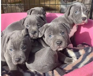 Amerikanische Pitbull-Terrier-Welpen