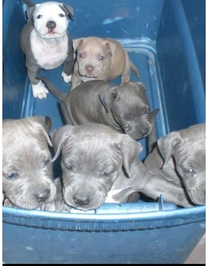 Amerikanische Pitbull-Terrier-Welpen abzugeben