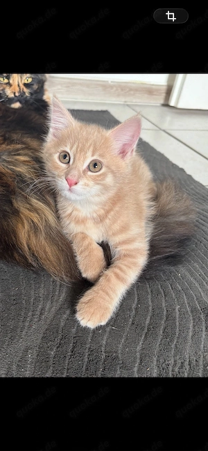 Maine Coon, BKH mix kitten