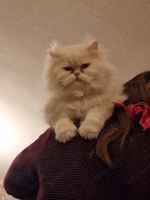 Parser Deckkater  Bild 2